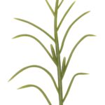 Plant de Maïs, lot de 50 pièces