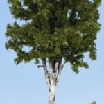 Arbre Bouleau, hauteur 35 cm