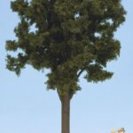 Arbre feuillu, hauteur 35 cm