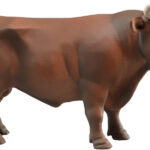 Taureau brun