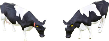 Lot de 4 vaches Holstein – Image 3