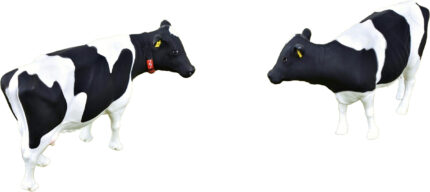 Lot de 4 vaches Holstein – Image 4